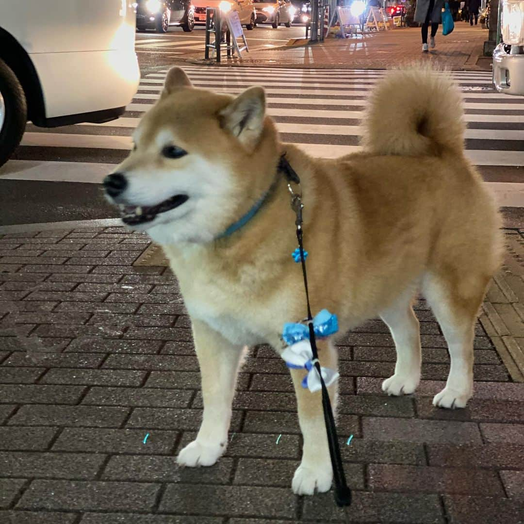 まる（まるたろう）さんのインスタグラム写真 - (まる（まるたろう）Instagram)「I'm taking a walk at the moment. ✨🐶✨お散歩中だよ〜 #寒くもなく暑くもなく #いい感じ #少しづつ春になっていくね」2月20日 20時07分 - marutaro