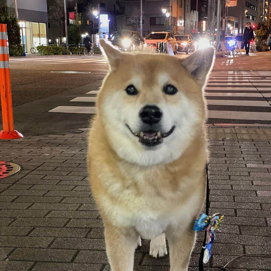 まる（まるたろう）さんのインスタグラム写真 - (まる（まるたろう）Instagram)「I'm taking a walk at the moment. ✨🐶✨お散歩中だよ〜 #寒くもなく暑くもなく #いい感じ #少しづつ春になっていくね」2月20日 20時07分 - marutaro