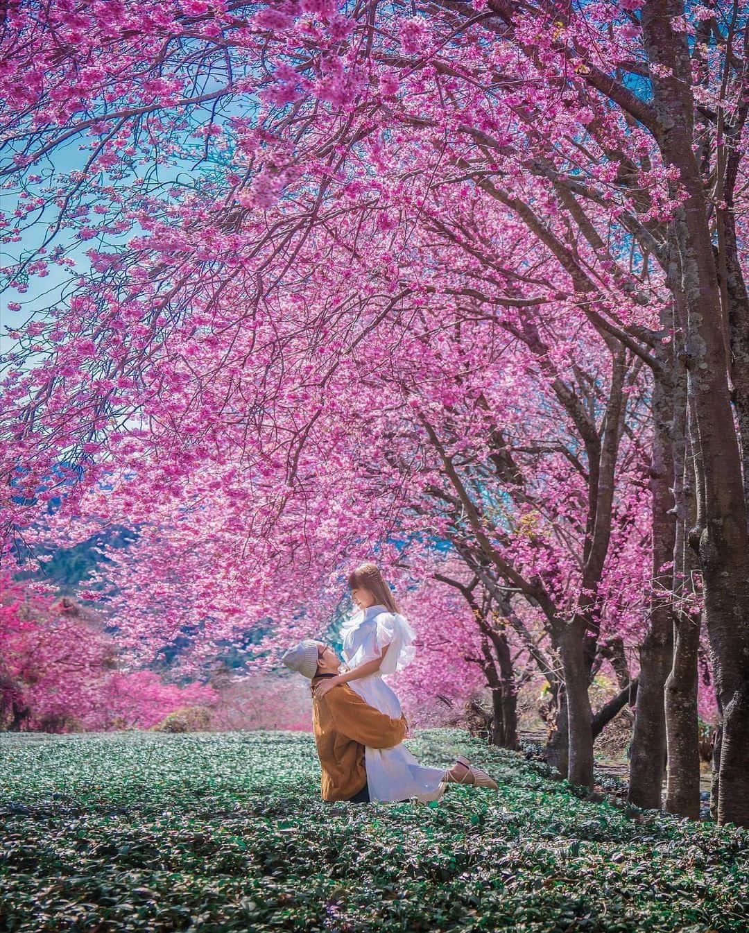 樂さんのインスタグラム写真 - (樂Instagram)「台中。武陵農場櫻花季🌸🌸🌸 在台灣要看到這麼高大的櫻花樹，就只有武陵農場🔥 今年全台櫻花大爆發，武陵農場也不例外，而且非常有日本的感覺，園區內還會聞到櫻花淡淡的香味🌸 昨天在拍照的時候，不時飄著櫻花雨，真的好浪漫🥺 Tag你想一起看櫻花的人吧🌸 - 武陵農場目前花況6.7成，下週之後花況會更好唷💗 管制期間到3/1，之後就可以自由進出❤️ 管制期間要有通行證才能開車進去，其他都需要搭乘國光客運賞櫻專車才能進去！ #sakura #櫻花季 #武陵農場」2月20日 20時10分 - ygt1016