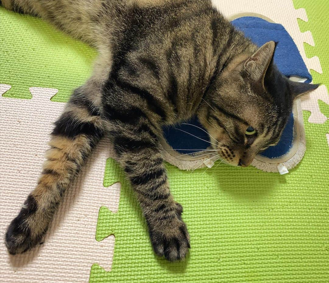 Musashiさんのインスタグラム写真 - (MusashiInstagram)「夕方ムサシさん。スリッパは渡さない、の顔。slipper... #musashi #mck #cat #キジトラ #ムサシさん #musashi_the_cat #ねこすたぐらむ」2月20日 20時11分 - _daisy