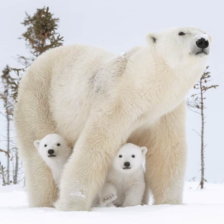 National Geographic Travelさんのインスタグラム写真 - (National Geographic TravelInstagram)「Photo by @daisygilardini / Two newborn polar bears follow their mom in Wapusk National Park, Manitoba, Canada. During the first cold weeks outside the warmth and coziness of the maternity den, polar bear cubs learn to survive in the harsh environment. Shy and prudent at first, the cubs follow mama step-by-step. Not long afterward, they will learn how to play and venture a bit farther away, all the while gaining strength and independence.  Follow me @daisygilardini for more images and behind-the-scenes stories. #polarbear #wapusknationalpark #manitoba #canada #climatechange」2月20日 20時39分 - natgeotravel