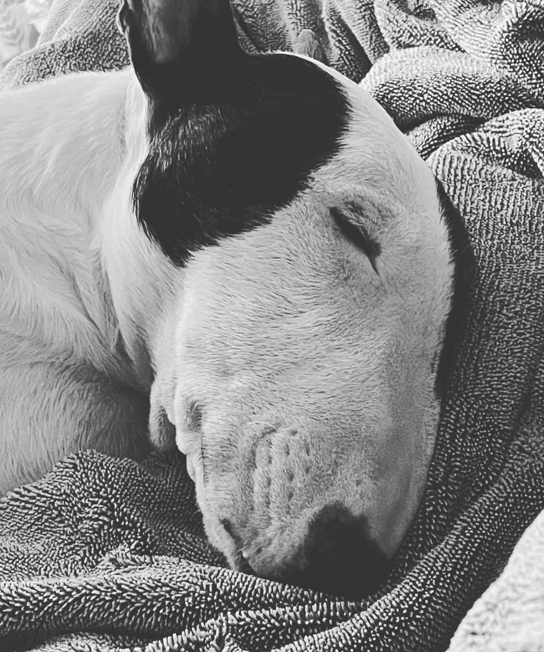 Q太郎さんのインスタグラム写真 - (Q太郎Instagram)「#minituru#bull#terrier#minibullterrier#miniturubullterrier#dog#dogstagram#cute#qtaro#love#family#ミニチュア#ブルテリア#ミニチュアブルテリア#Q太郎」2月21日 7時32分 - qtaro.jun