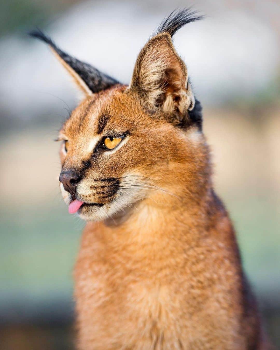 アメリカ自然史博物館のインスタグラム：「Happy Caturday! 🐈 Meet the caracal (Caracal caracal). Some scientists think that the cat twitches the tassels on its ears to communicate with others (in addition to meowing, purring, hissing, and other feline vocalizations). It has a wide range, from most regions of Africa to parts of Asia, sticking to arid habitats like the savannah, semi-desert, and steppe. It’s the fastest cat of its size, running up to 50 miles per hour, and can jump as high as 10 feet (3 meters)! In fact, this hunter has a reputation for jumping up to swat birds out of the air for a meal. Other prey include small mammals like hyraxes and hares. Photo: Tambako The Jaguar, CC BY-ND 2.0, flickr」
