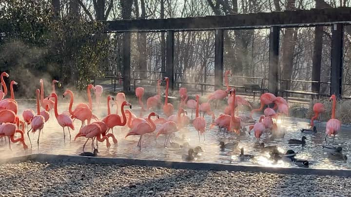 スミソニアン国立動物園のインスタグラム