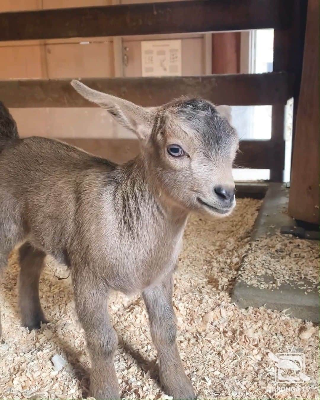 タロンガ動物園のインスタグラム