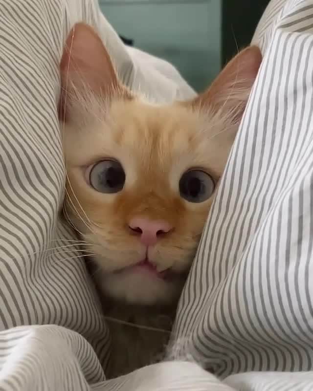 Cats of Instagramのインスタグラム：「From @meow.tilopa: "When it snows heavily and someone ask you to go outside 😬🥶🤫" #catsofinstagram」