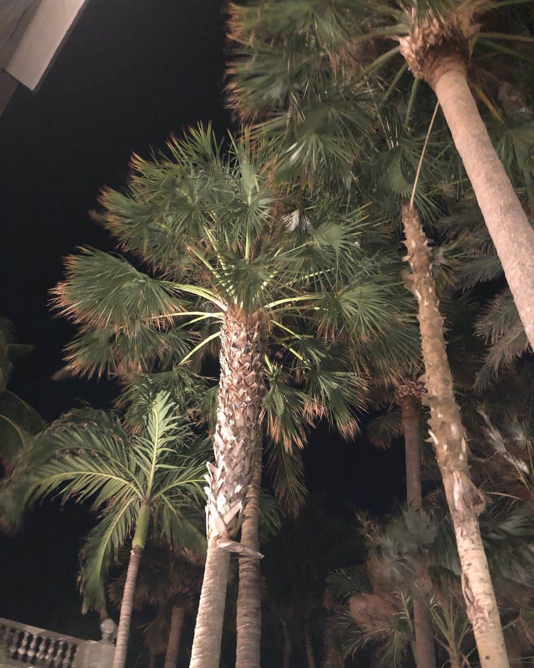 スーザン・ルッチのインスタグラム：「Palm Beach palm trees —looking gorgeous in the night sky!!! 🌴🌴🌴」