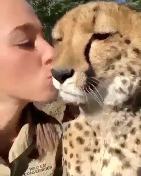 Cute Pets Dogs Catsのインスタグラム
