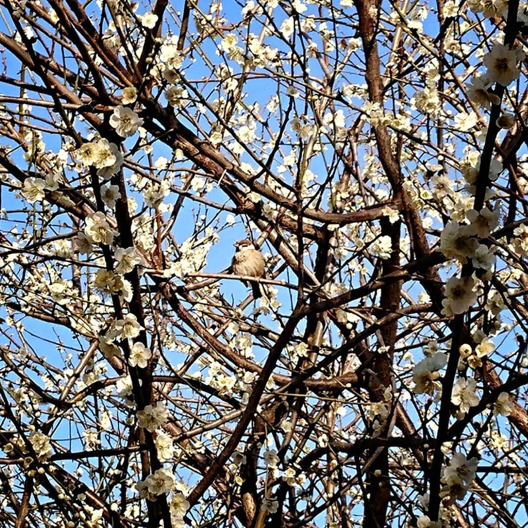 中田有紀さんのインスタグラム写真 - (中田有紀Instagram)「今日はわりと暖かかったですね。 春も近いかな？😊 #お散歩 #雀もびっくりの暖かさ」2月20日 22時30分 - akinakada0508