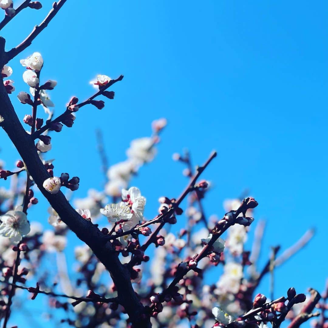 西田善太さんのインスタグラム写真 - (西田善太Instagram)「桜はまだか🌸。」2月20日 22時36分 - zentanishida