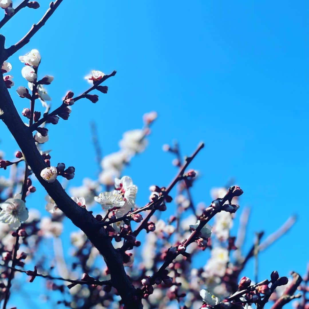 西田善太のインスタグラム：「桜はまだか🌸。」