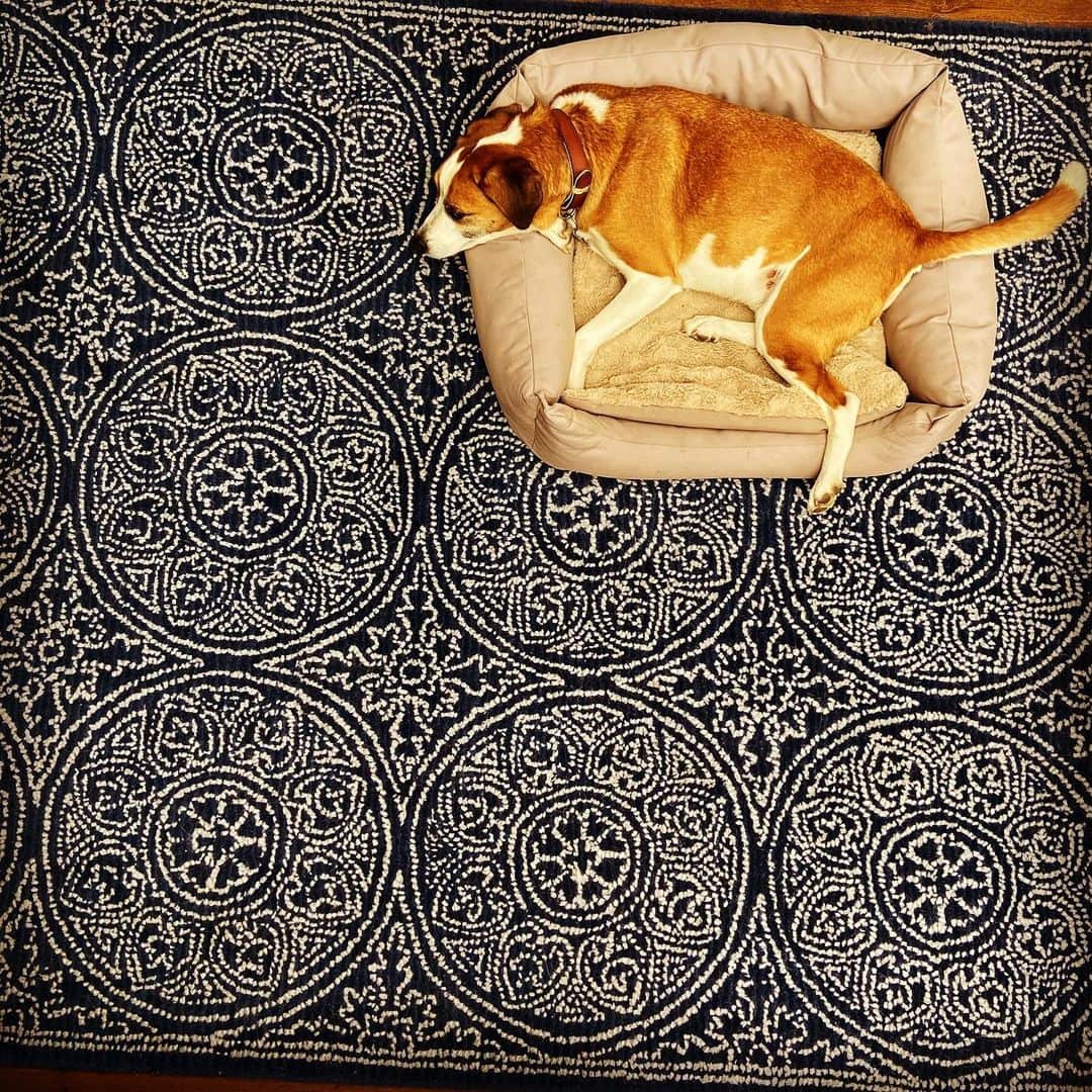 デビッド・モリシーのインスタグラム：「Lazy Afternoon.」