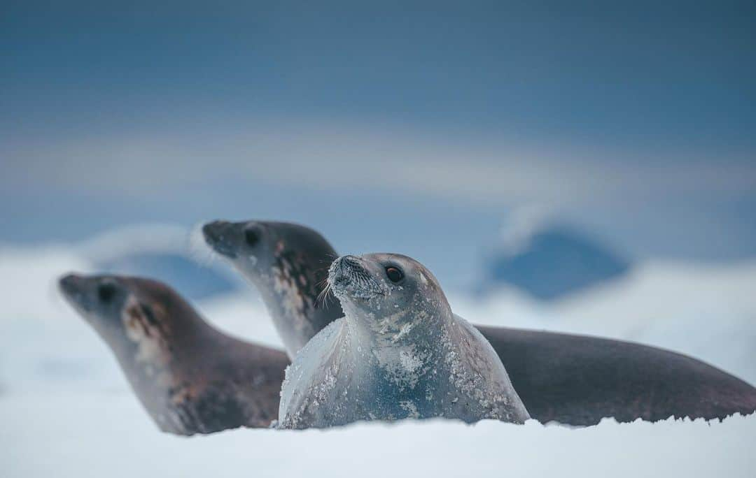 CANON USAさんのインスタグラム写真 - (CANON USAInstagram)「Just chillin'! ❄️ #CaptionThis photo in the comments below!  📸 #Canon EOS 5D Mark IV Lens: EF 100-400mm f/4.5-5.6L IS II USM」2月20日 23時02分 - canonusa