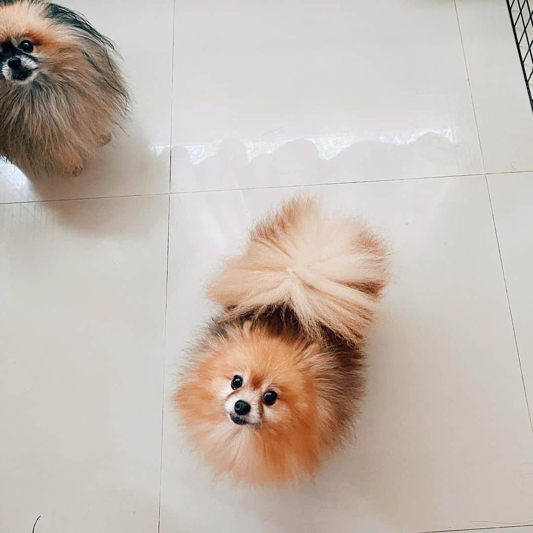 r_oseのインスタグラム：「This is Dash, one of Casey’s boy that looks so much like her🦁〰️ and Moose is standing there giving us a support in this pic🦌〰️ #missyou」