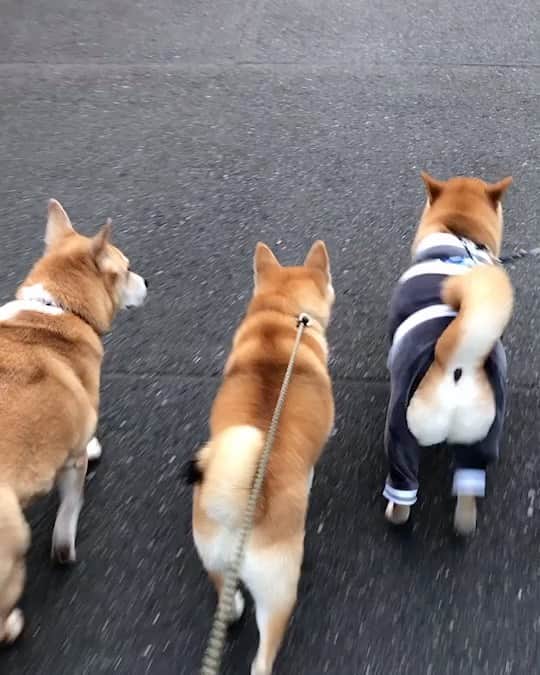 高橋みゆきのインスタグラム：「あぁ〜😍可愛い🍑🍑🍑クラ吉服きてるからお尻プリプリ感が凄いな🐕 #散歩 #クラ吉嬉しいね　#モモたん #アズキ #クラ吉」