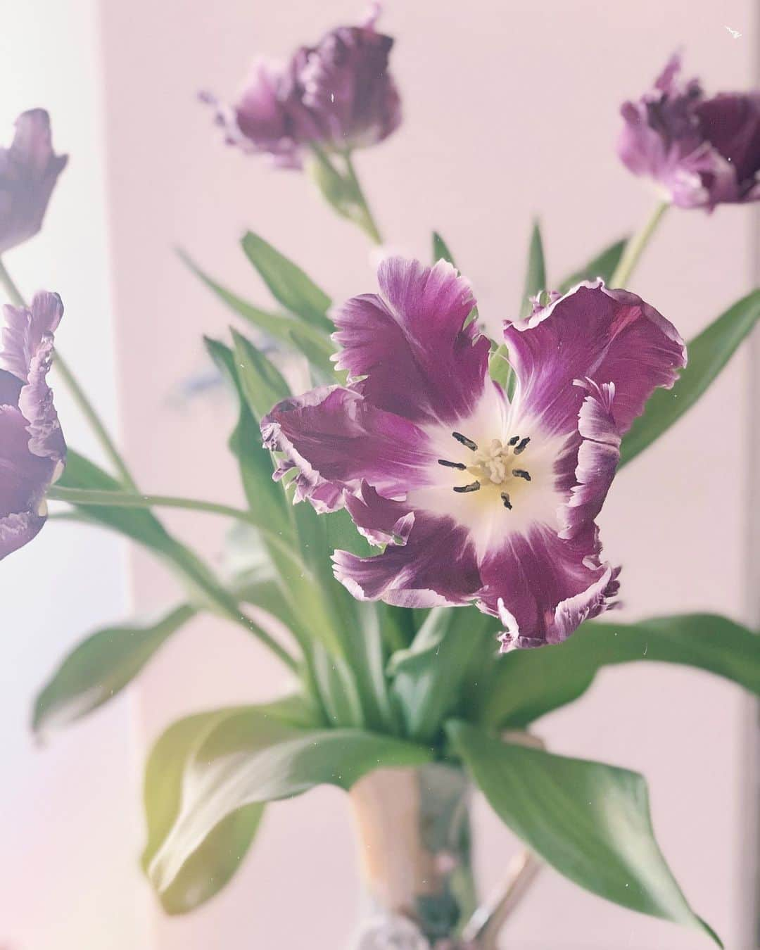 小湊優香さんのインスタグラム写真 - (小湊優香Instagram)「最近の花❁⃘*.ﾟ  人喰いそうな紫チューリップ（笑）  #花のある暮らし #花瓶 #フラワーベース #ドライフラワー #ドライフラワーのある暮らし #flowers #flowerstagram」2月20日 23時20分 - y.miranic