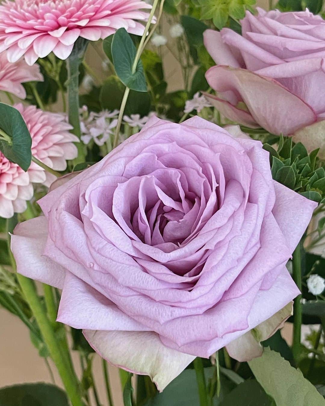 本田朋子さんのインスタグラム写真 - (本田朋子Instagram)「珍しく薔薇を買ってみました。 素敵な色だなぁ💐 春に向けて淡いピンクや紫に惹かれます💗  #flowers  #rose #gerbera  #花のある暮らし」2月20日 23時24分 - tomoko_honda_official_phonics