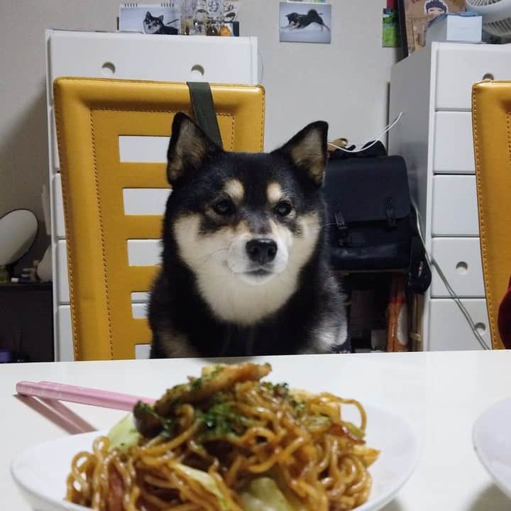 吾子のインスタグラム：「・ ・ 今日は焼きそばかー🐶💕 ・ アコには当たるかなあ🐶❓ ・ 奇跡のCM👂流れてる ・ ・ ・ ・ #マルちゃん #焼きそば弁当 #Sapporo ・ 北海道の柴犬 #柴北会 の皆ワン🐶💕早くみんなで安心してお散歩ができますように🐶👍🏻💕 ・ #adorable #instadog#shibainu#dog#instagramjapan#instashiba#kuroshiba #kuroshiba#socute #cutedog#いぬのきもち #黒柴 #dogstagram_japan」