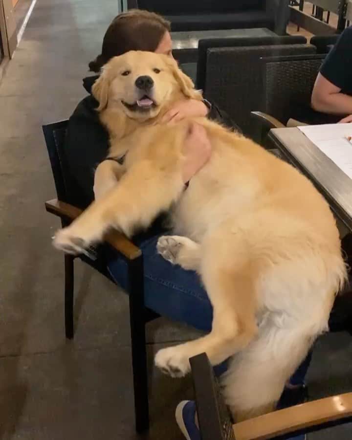 animalsのインスタグラム：「Happy 2nd Birthday to @agoldennamedkevin! 🥳🎉 Wish Kevin a Happy Birthday in the comments below! 🎂🎈」