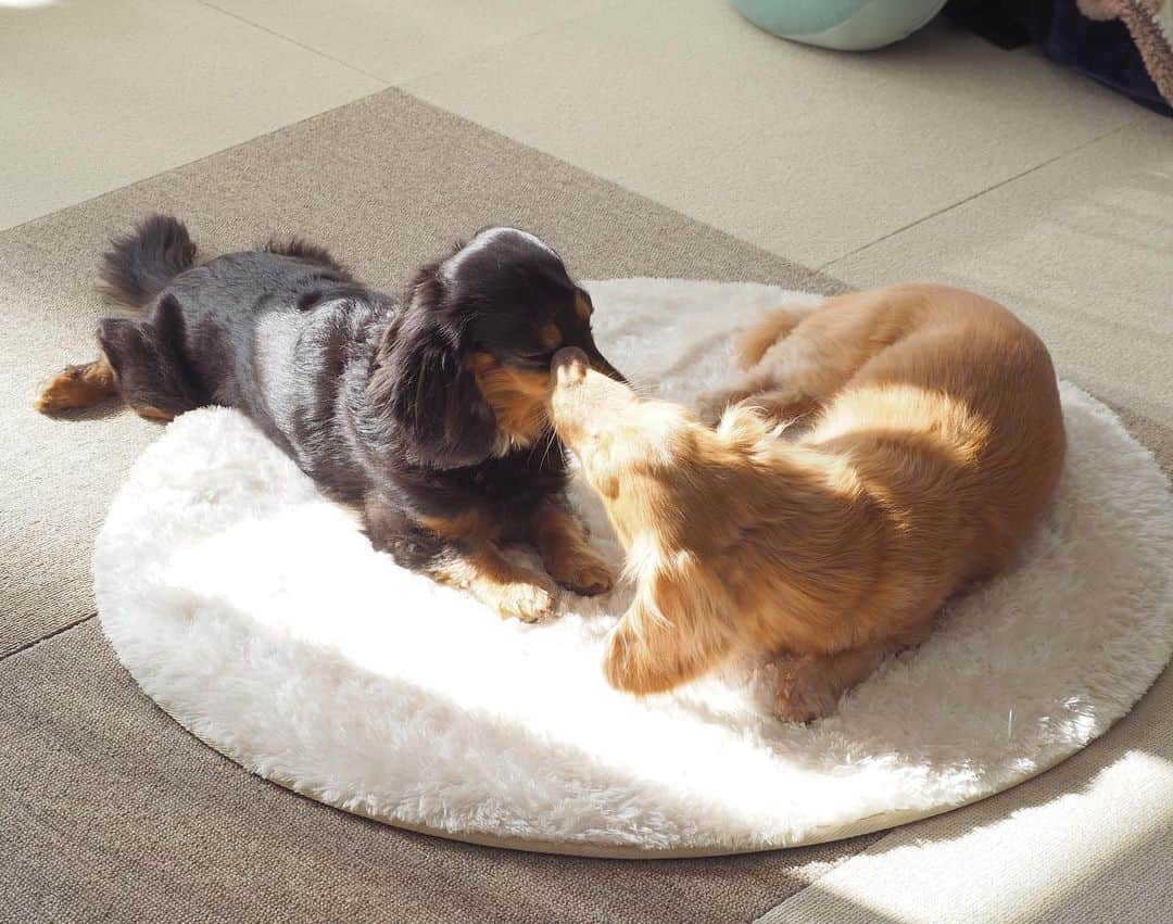 Sora Momoさんのインスタグラム写真 - (Sora MomoInstagram)「日向ぼっこしながらペロペロし合うそらともも🐶🐾🐶 ☺︎ 写真撮ってたらずっとペロペロしあってるの 仲良しすぎる〜🥰 ☺︎ #日向ぼっこ#ふわふわラグの上#2人でペロペロ#何か話してるのかな#仲良しすぎて#なんか照れちゃう#ペロペロしあって#寝ちゃいました#ほっこり#幸せ#仲良し#そらともも #ダックス#ミニチュアダックス #dachshund #miniaturedachshund」2月20日 23時49分 - teratera_sorapu_