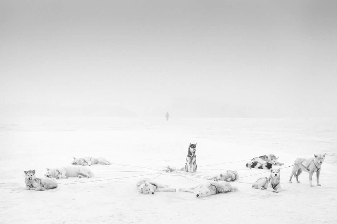 ライカさんのインスタグラム写真 - (ライカInstagram)「Arctic Heroes - Ragnar Axelsson (@ragnaraxelsson)  The Icelandic Leica photographer, Ragnar Axelsson, has dedicated his latest book to sled dogs in Greenland. Documenting not only the everyday life of the Inuit and their most reliable helpers, the dogs, but also the threatened habitat of the Arctic. See more via the link in our bio.  #LeicaCamera #Leica #🔴📷」2月21日 0時00分 - leica_camera