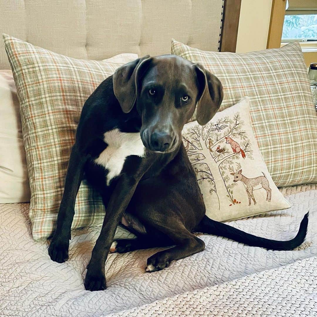 レイチェル・レイさんのインスタグラム写真 - (レイチェル・レイInstagram)「Bella’s sofa...Bella’s bed...it’s Bella’s house 🤷‍♀️ we’re just livin’ it — as it should be 💛 #nationalloveyourpetday」2月21日 0時04分 - rachaelray