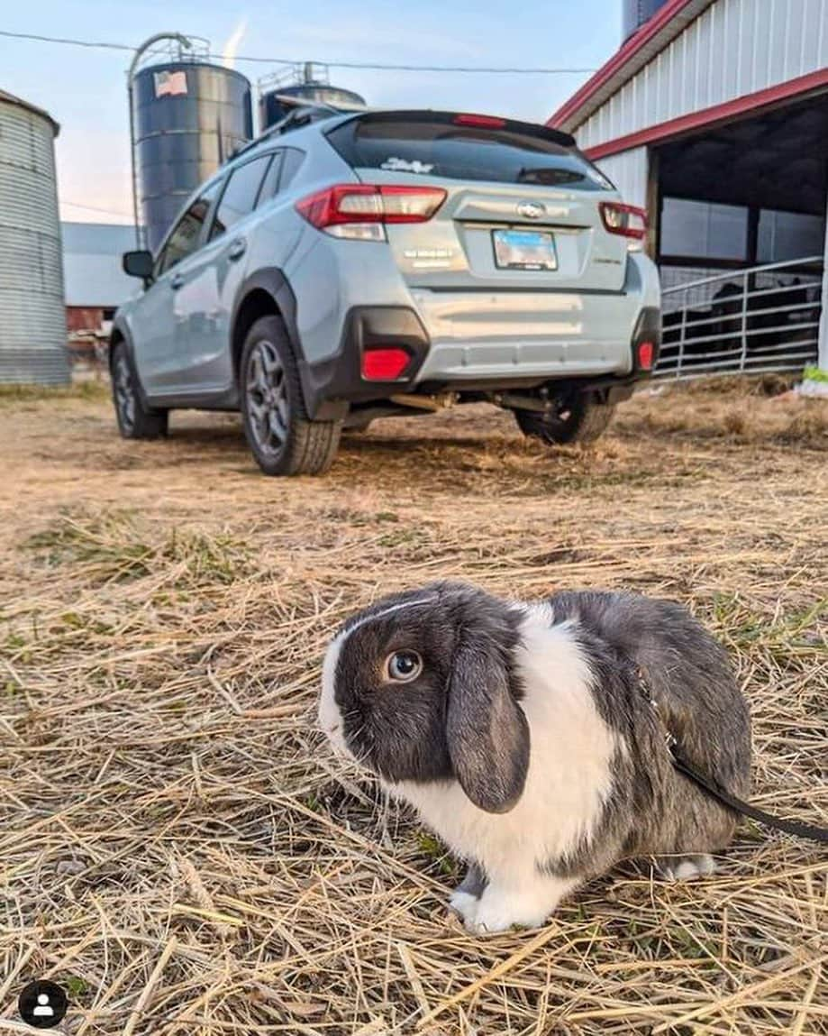 Subaru of Americaさんのインスタグラム写真 - (Subaru of AmericaInstagram)「For #NationalLoveYourPetDay, we encourage you to show as much affection to your pets as our furry friends are sharing their love for Subaru. 😂❤️ Use #SubaruLovesPets  for a chance to be featured!  (📸1: @kalus_thebunny, 📸2: @jeslaurenn, 📸3: @thecorgiziggy, 📸4: @megbeach3)」2月21日 0時10分 - subaru_usa