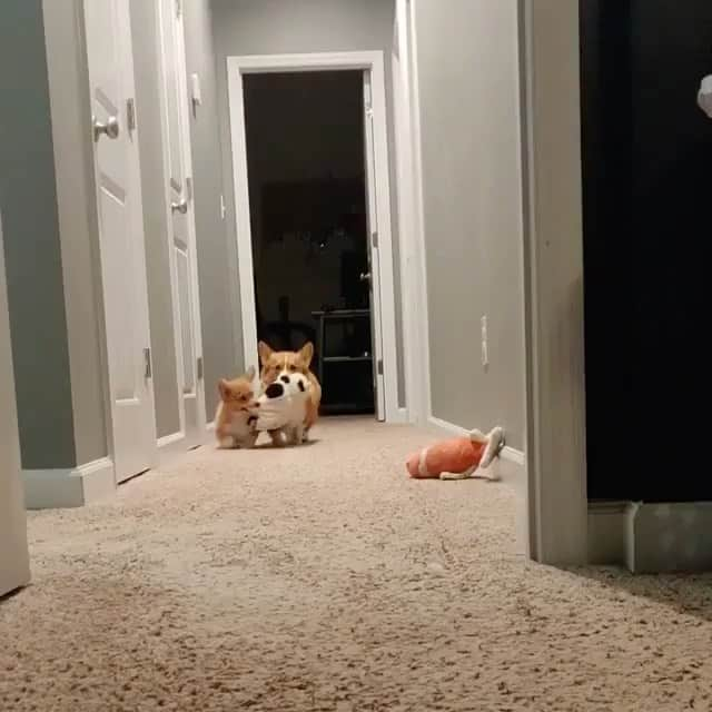 The Critter Havenのインスタグラム：「Mine! ❤️  Video by @teddyythecorgi  #TheCritterHaven」