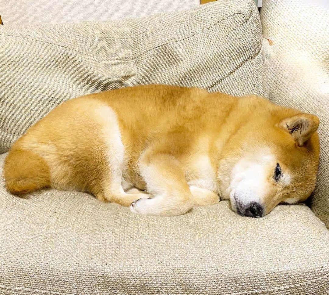 まる（まるたろう）のインスタグラム：「Good night!✨🐶💤✨パパ、あとでお布団かけてね〜 #寒くなるかもだから #でも今はかけないで #暑いから #そうね #4時くらいが寒いかな🤔 #よろぴくね🥺」