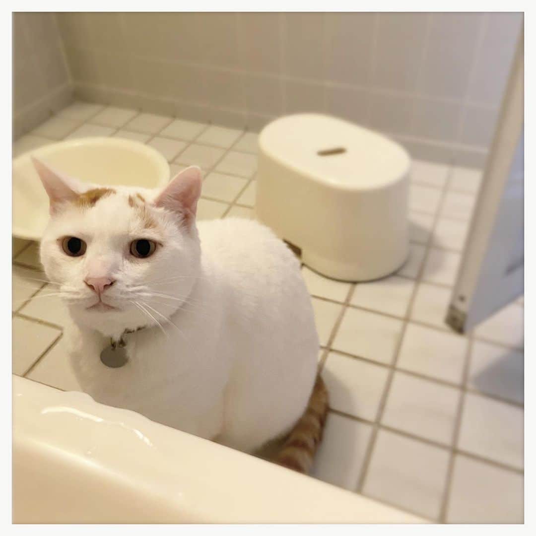 kumikoのインスタグラム：「相変わらず寛げない。。。」