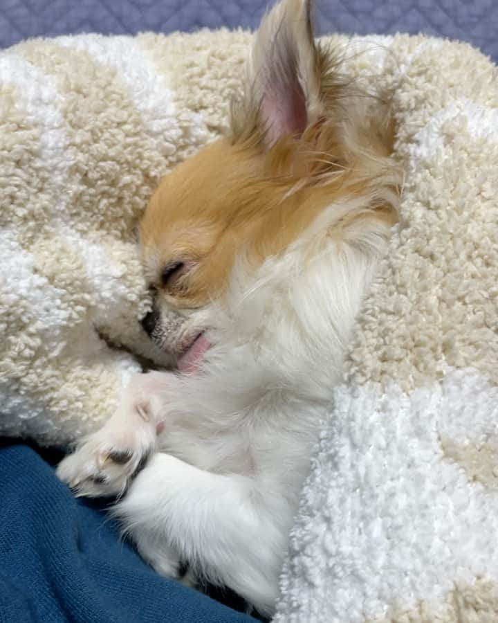 ちまのインスタグラム：「sniffing🐽💤  久々にたっぷり散歩して あとはひたすら夢の中🐶💤  一気に春めいちゃって嬉しい週末🌼 みなさん何して過ごしてますか〜？  わたしは大好きな海外ドラマ (NCISネイビー犯罪捜査班) をシーズン17まで見終わっちゃって ステイホームも限界になってきました😂 次はBULL観よかな〜👨🏼‍⚖️ (マイケルウェザリーといえばアンソニーディノッゾ、 が定着しすぎて違和感だけど話はすごく面白くて好き)  地震や大雪で大変な地域のみなさま どうか早く平穏な日常が戻りますように🙏🏻 余震も多くてほんとに怖いですよね😭  #chima #ちま #チワワ #chihuahua #ชิวาวา #ふわもこ部 #PECOいぬ部 #sniffandbarkens #WeeklyFluff #cutepetclub #doggy_lovings #dogs #dogsofbark #chihuahuaaddict #bestviideo #stayhome #staysafe #おうち時間 #アマゾンプライム #NCIS」