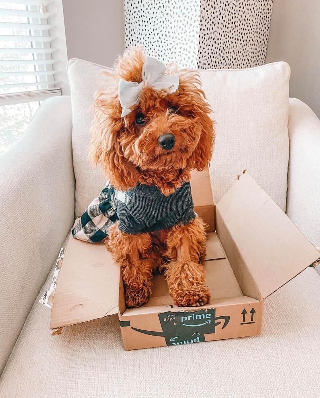 Amazonのインスタグラム：「We heard it’s #LoveYourPet day today so just going to leave this here 😍. Here's to all the pets that love their Amazon deliveries!  📸: @poppythelittlepoodle 🐶📦」