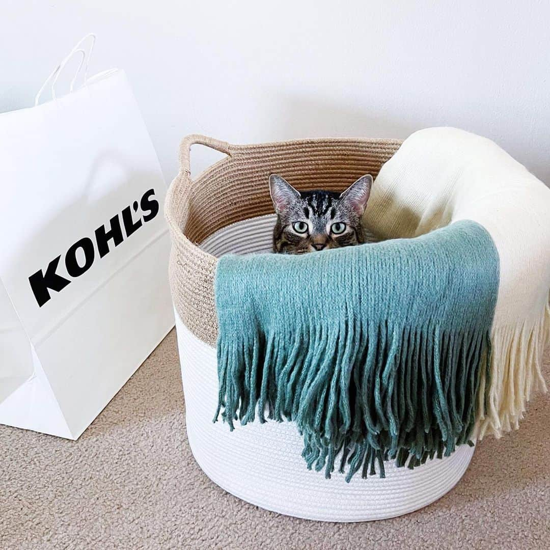 ロック&リパブリックさんのインスタグラム写真 - (ロック&リパブリックInstagram)「When your pet takes over your shopping haul. 🤷🏾‍♀️ #LoveYourPetDay #Kohls」2月21日 1時02分 - kohls