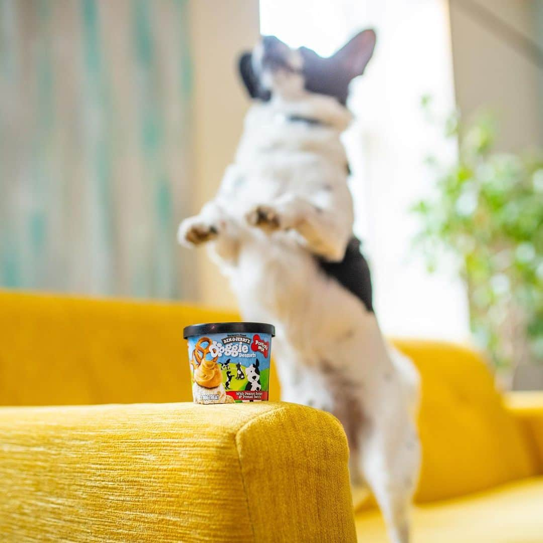 Ben & Jerry'sさんのインスタグラム写真 - (Ben & Jerry'sInstagram)「It's #NationalLoveYourPetDay! ❤️ (As if you needed a special day to tell your dog how much you 'ruff' them.) Make their day with new Doggie Desserts. Link in bio!」2月21日 1時02分 - benandjerrys