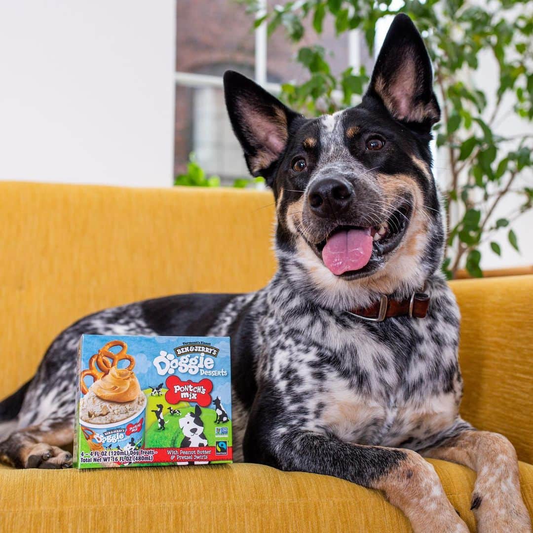 Ben & Jerry'sさんのインスタグラム写真 - (Ben & Jerry'sInstagram)「It's #NationalLoveYourPetDay! ❤️ (As if you needed a special day to tell your dog how much you 'ruff' them.) Make their day with new Doggie Desserts. Link in bio!」2月21日 1時02分 - benandjerrys