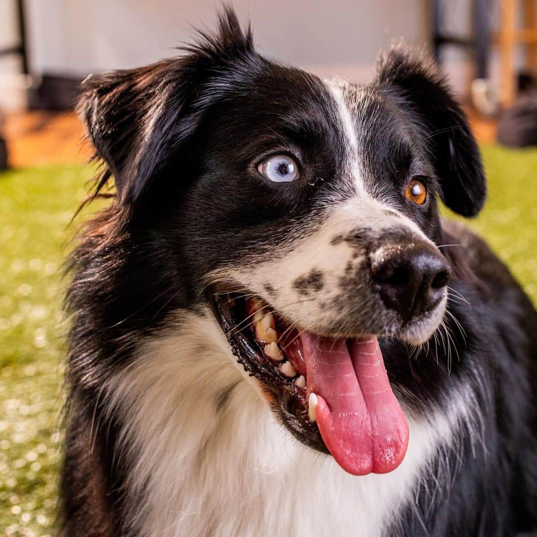 Ben & Jerry'sのインスタグラム：「It's #NationalLoveYourPetDay! ❤️ (As if you needed a special day to tell your dog how much you 'ruff' them.) Make their day with new Doggie Desserts. Link in bio!」