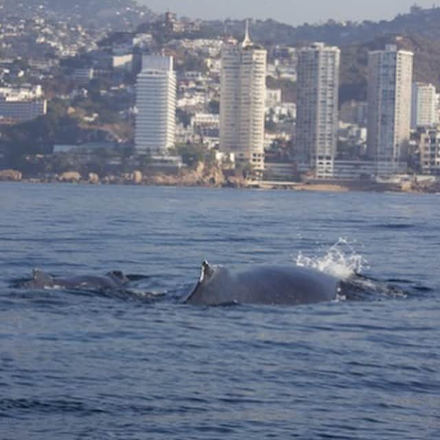 Black Jaguar-White Tiger さんのインスタグラム写真 - (Black Jaguar-White Tiger Instagram)「#Acapulco by @mighty_xavi」2月21日 0時57分 - blackjaguarwhitetiger