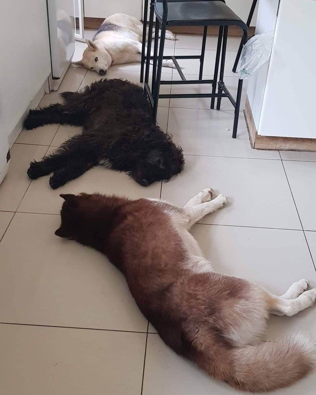 8crapさんのインスタグラム写真 - (8crapInstagram)「“it's very difficult to cook when the 3 "assistants" are sleeping in the middle of the kitchen! 🤣❤️” - Want to get featured like them? Join “The Barked Club” on FACEBOOK and post something now! 👉 barked.com - 📷 Desi Chonowitz | FB - #TheBarkedClub #barked #dog #doggo」2月21日 1時00分 - barked