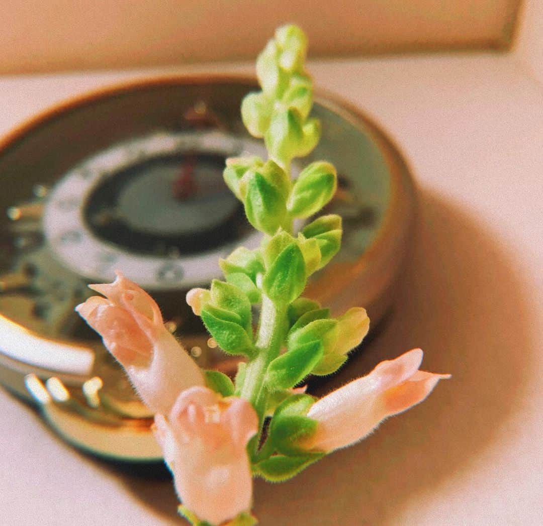 のインスタグラム：「切り花が伸びると、ゾンビっぽさを感じる しかしかわいい」