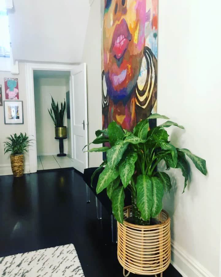 のインスタグラム：「One plant, many vibes.  ———————————— Hi, its Kamili from @plantblerd here again! Bring your design alive literally, with plants. A quick way to refresh you decor is by adding  greenery.  Beautiful planters and striking plant silhouettes immediately elevate any design style.  Don’t know where to begin? Adding plants is much easier than you think, no matter your growing experience.  Once you figure out your lighting, you can master watering. Here are few quick, easy tips to help you keep your plant vibe alive!  ———————————— First things first, assess the lighting in your home. You can do this by whipping out the compass on your phone, and determining the direction of your windows: *North Facing: this is indirect bright light. Its the lowest of lighting conditions but there are plenty of beauties that will thrive in this light.  *West facing: this is medium light. You’ll get a mix of indirect bright light in the morning, and bright direct light in the afternoon and evening. *East facing: this is medium to low light. You’ll get a couple of hours of bright direct light in the morning, and indirect light for the remainder of the day.  *South Facing Windows: this is the creme de la creme of lighting. This is bright light, your plants will get bright direct light all day. You can bring a variety of plants into a room with southern light including the cadillac of accessory plants.  ———————————— When assessing watering needs, a key factor to remember is the more light the plant gets tge more frequent you will need to water. Conversely, less light means less watering. Plants are much more than a design tool. Creating a plant care routine, can also be a part of your self-care routine. Check out stories for a few recommendations for the above lighting conditions. ———————————— Which of these vibes, is your favorite?」
