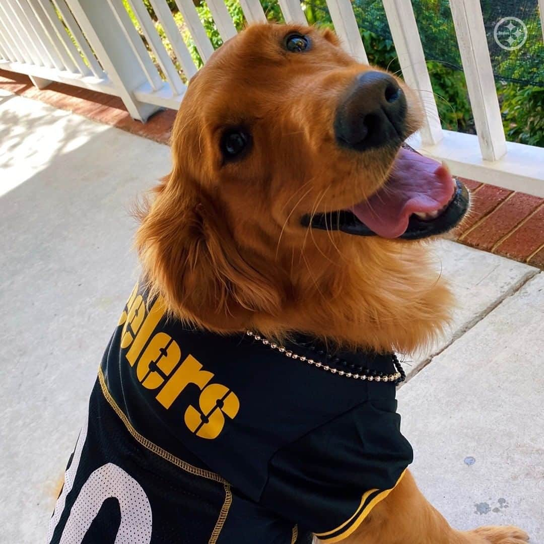 ピッツバーグ・スティーラーズさんのインスタグラム写真 - (ピッツバーグ・スティーラーズInstagram)「Showing our love for all #SteelersPets on #NationalLoveYourPetDay 🐶🐱」2月21日 1時23分 - steelers