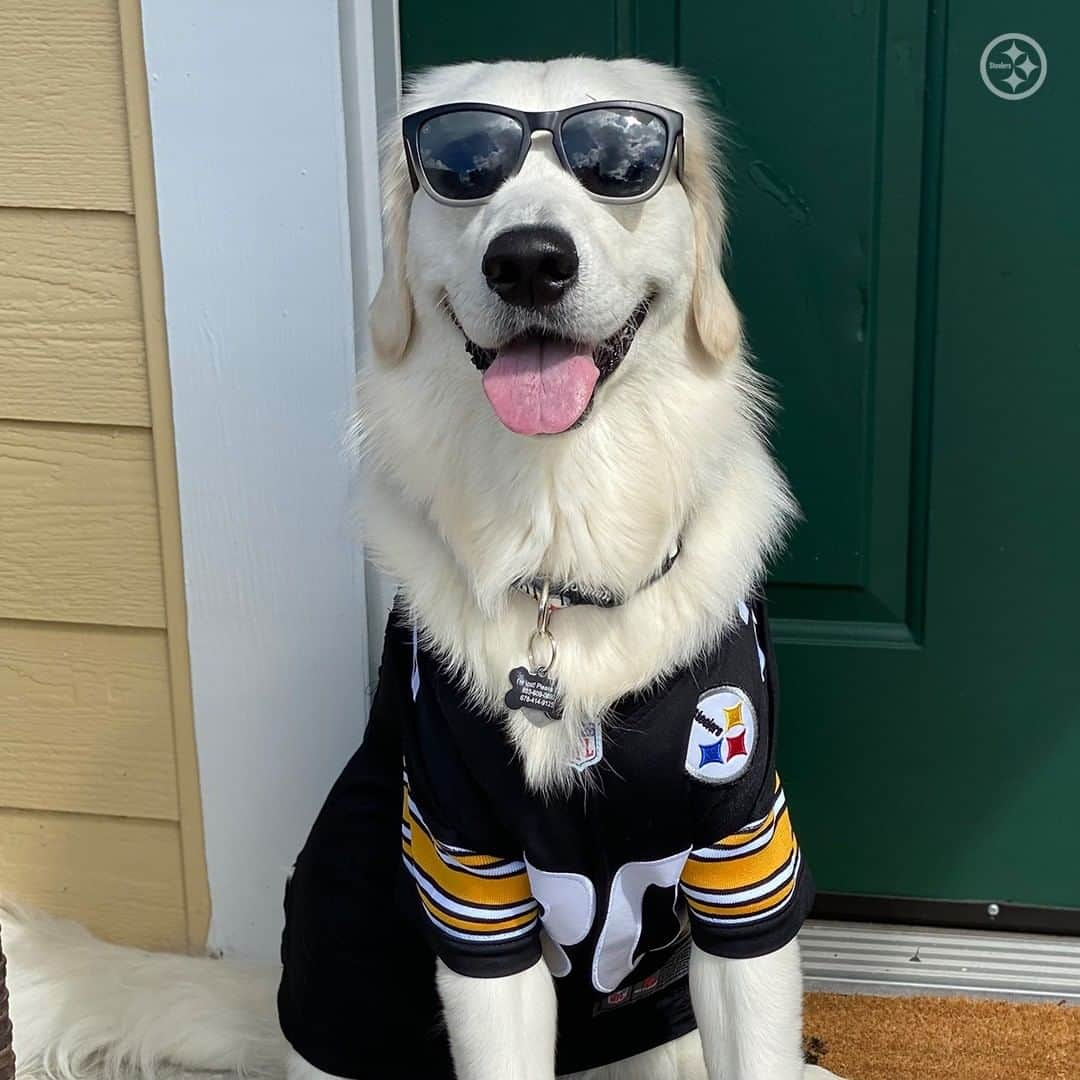 ピッツバーグ・スティーラーズさんのインスタグラム写真 - (ピッツバーグ・スティーラーズInstagram)「Showing our love for all #SteelersPets on #NationalLoveYourPetDay 🐶🐱」2月21日 1時23分 - steelers