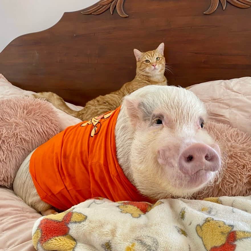 のインスタグラム：「“Once in awhile someone amazing comes along and here I am!” - Tigger🐯 Happy #Caturday and #LoveYourPetDay from Pop and his pet kitten Tigger.🐷🧡🐱#PopandTigger #rescuecat #PrissyandPop #prissyandpopshelpinghooves」