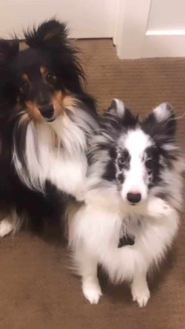 DogsOf Instagramのインスタグラム：「Let’s be real, every day is #nationalloveyourpetday ♥️  Safe to say our pets are the ones who’ve gotten us through the last year. Thank goodness for these furry goof balls! How are you celebrating today?  📸: @sheltie.adventures 💞   #dogsofinstagram #loveyourpetday #shelties #sheltiesofinstagram #loveyourpeteveryday」