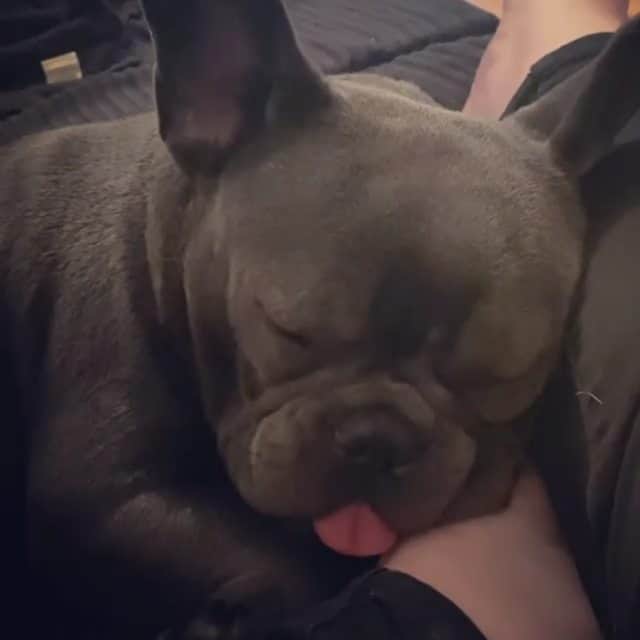 French Bulldogのインスタグラム：「Almost forgot! Happy tongue out Tuesday! Sorry for the quality of the video, we have the lamp on and not the “big light”. I’ve lightened it a bit with a filter but still rubbish quality! Too cute not to post though ❤️ @luna_thebluefrenchbulldog . . . . . #frenchie #frenchieoftheday #französischebulldogge #franskbulldog #frenchbull #fransebulldog #frenchbulldog #frenchiepuppy #dog #dogsofinstagram #bully #bulldog #bulldogfrances #フレンチブルドッグ #フレンチブルドッグ #フレブル #ワンコ #frenchiesgram #frenchbulldogsofinstagram #ilovemyfrenchie #batpig #buhi #squishyfacecrewbulldog」