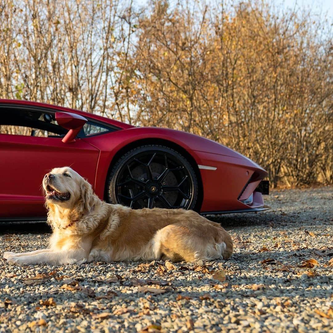 ランボルギーニさんのインスタグラム写真 - (ランボルギーニInstagram)「‘Are you ready to go?’ - that’s the natural question, when you’ve got an Aventador S waiting for you. #Lamborghini #AventadorS __ Aventador S: Fuel consumption combined 19.2 l/100km; CO2-emissions combined 460 g/km (WLTP)」2月21日 2時00分 - lamborghini