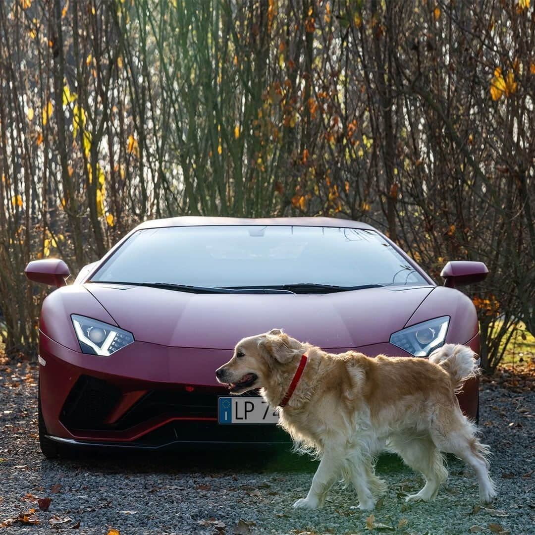 ランボルギーニさんのインスタグラム写真 - (ランボルギーニInstagram)「‘Are you ready to go?’ - that’s the natural question, when you’ve got an Aventador S waiting for you. #Lamborghini #AventadorS __ Aventador S: Fuel consumption combined 19.2 l/100km; CO2-emissions combined 460 g/km (WLTP)」2月21日 2時00分 - lamborghini