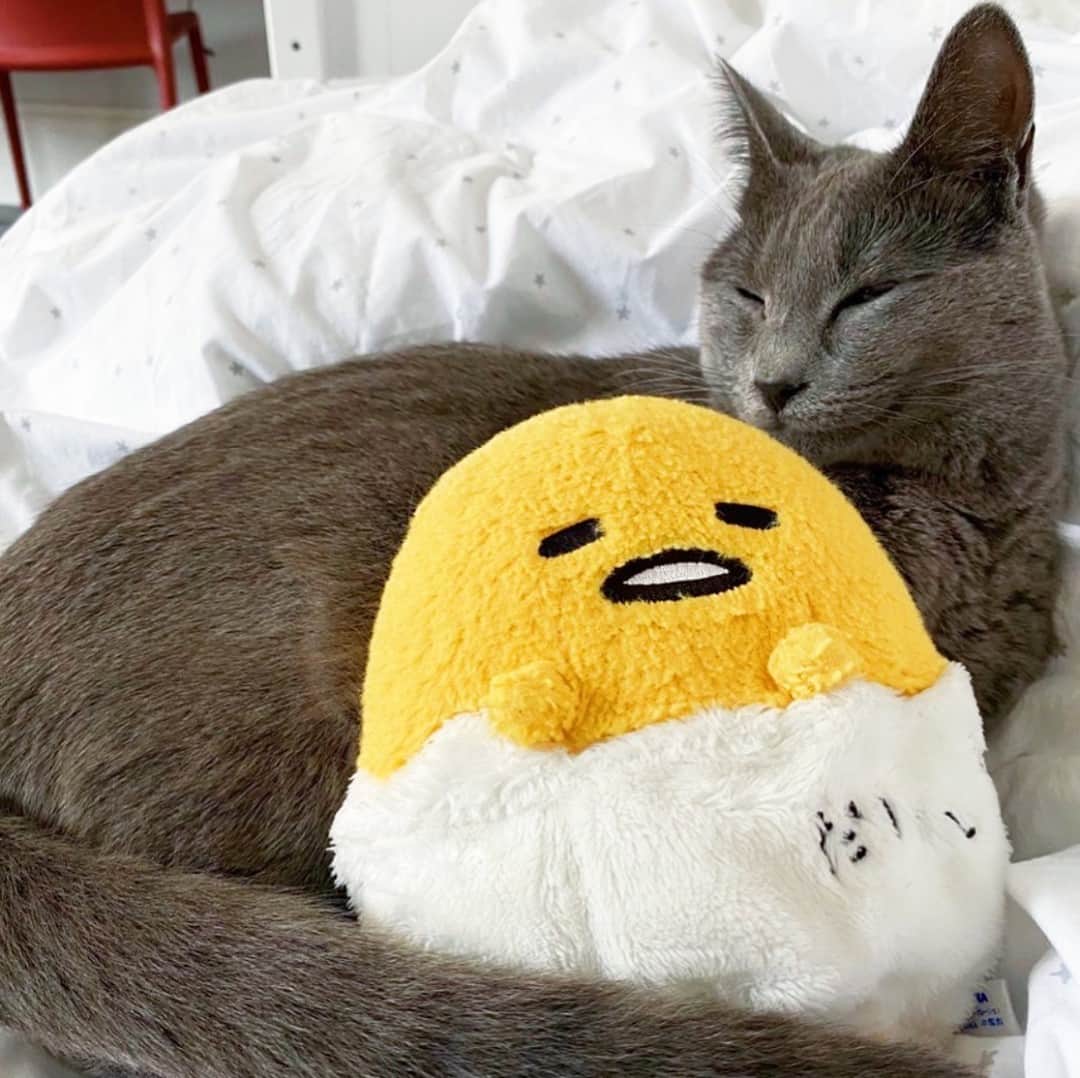 のインスタグラム：「lazy weekend mood 💛 #loveyourpetday⁠ ⁠ 📸: @lordvaderstormofhades⁠ ⁠」