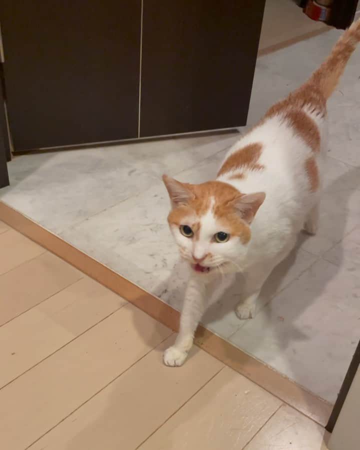 猫沢エミのインスタグラム
