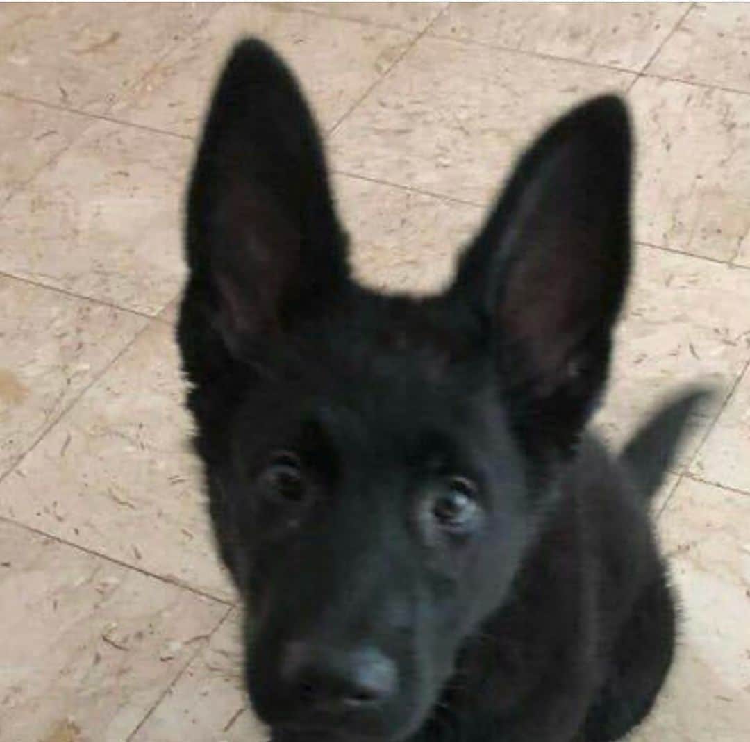 カミラ・カベロのインスタグラム：「enjoy this pic of baby Thunder, i felt like it was selfish to keep it all to myself <\3」